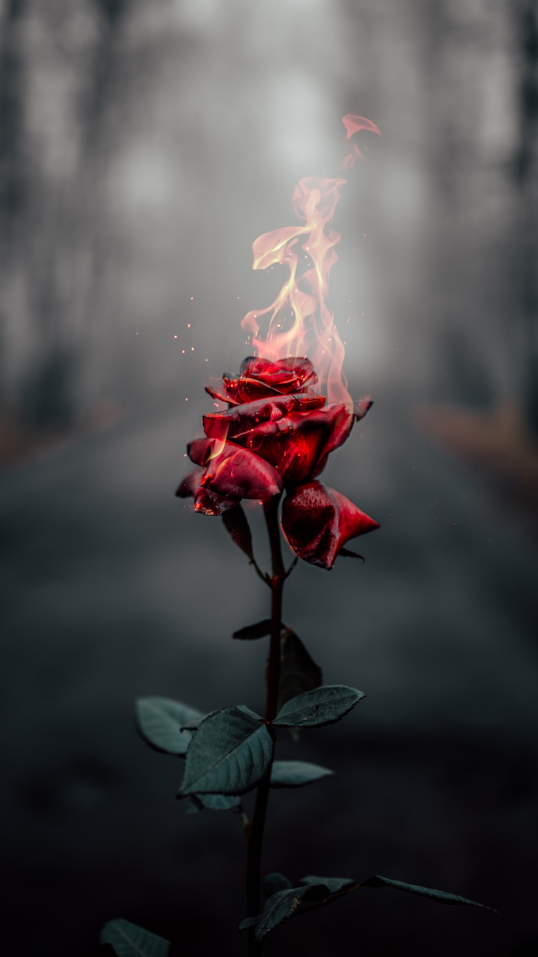 Rose flower 4K Wallpaper, Fire, Burning, Dark, Flowers, #464
